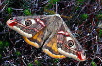 Male Small emperor moth (Saturnia pavonia) resting on heather, Isle of Skye, Hebrides, Scotland, May