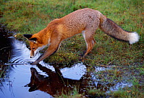 Red fox (Vulpes vulpes) semi-habituated animal, investigating pond, Loch Lomond & Trossachs National Park, Stirlingshire, Scotland, September