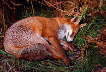 Red fox (Vulpes vulpes) sub-adult, semi-habituated animal sleeping, Loch Lomond and the Trossachs National Park, Stirlingshire, Scotland, September