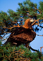 Golden eagle (Aquila chrysaetos) falconer's bird perched in scots pine (controlled) Southern Scotland, February