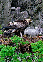Female Golden eagle (Aquila chrysaetos) at eyrie with two week old chick, Lochaber, Scotland, May