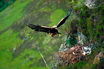 Golden eagle (Aquila chrysaetos) male arriving at eyrie with food, Lochaber, Scotland, June