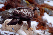 Golden eagle (Aquila chrysaetos) female on dead sheep, Inverness-shire, Scotland, December