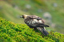Female Golden eagle (Aquila chrysaetos) perched in Blaeberry, Lochaber, Scotland, June