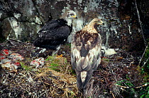Golden eagle (Aquila chrysaetos) female with six week old eaglet at eyrie with body of sibling, Lochaber, Scotland, July