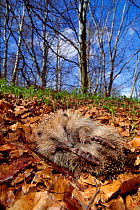 Hedgehog (Erinaceus europaeus) coming out of defensive postion, Berwickshire, Scotland, April