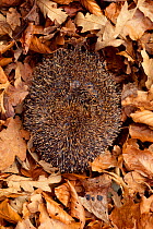 Hedgehog (Erinaceus europaeus) curled up in defensive position in leaf litter, Berwickshire, Scotland, October
