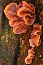 Jelly / Jew's ear fungi (Auricularia auricula judae) growing on dead sycamore, Berwickshire, Scotland, November