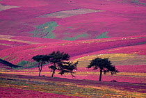 Row of Larch trees on flowering heather moorland, Lammermuir Hills, Berwickshire, Scotland, August