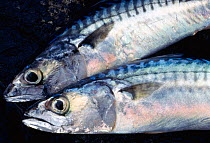 Two caught Atlantic mackerel (Scomber scombrus) Isle of Skye, Hebrides, Scotland, August