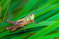Meadow grasshopper (Chorthippus parallelus) Applecross, Wester Ross, Scotland, July