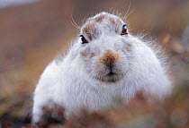 Mountain hare (Lepus timidus) in white winter coat, Monadhliath Mountains, Cairngorm National Park, Scotland, February