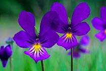 Mountain pansy (Viola lutea) flowers, Strathspey, Cairngorms National Park, Scotland, June