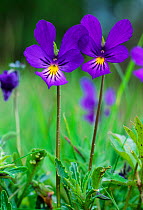Mountain pansy (Viola lutea) flowers, Strathspey, Cairngorms National Park, Scotland, June
