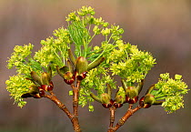 Norway maple (Acer platanoides) buds and flowers opening, Berwickshire, Scotland, May