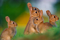 Juveniles European rabbits (Oryctolagus cuniculus) Midlothian, Scotland, May