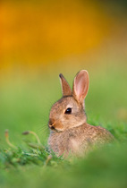 Juvenile European rabbit (Oryctolagus cuniculus) in public park, Edinburgh, Scotland, June