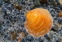 Rayed artemis (Dosinia exoleta) shell in surf, Islay, Scotland, April