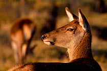 Red deer (Cervus elaphus) hind / female in evening lighting, Inverness-shire, Scotland, October