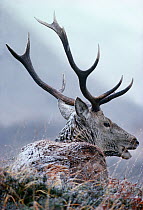 Red deer (Cervus elaphus) stag, lying down in winter blizzard, Inverness-shire, Scotland, January