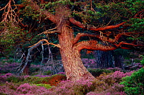 Scots pine (Pinus sylvestris) mature tree in evening light, Abernethy Forest RSPB Reserve, Cairngorms National Park, August