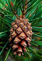 Scots pine (Pinus sylvestris) cone, Abernethy Forest RSPB Reserve, Strathspey, Scotland, June