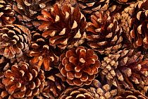 Collection of fallen Scots pine (Pinus sylvestris) cones, Abernethy Forest RSPB Reserve, Strathspey, Scotland, August