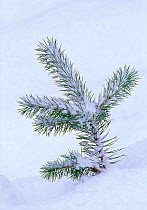 Scots pine (Pinus sylvestris) seedling in snow, Abernethy Forest RSPB Reserve, Strathspey, Scotland, December