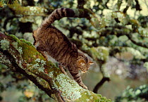 Semi habituated female Scottish wildcat (Felis silvestris grampia) walking down branch, in summer coat, living wild in native oakwood, Lochaber, Scotland, September