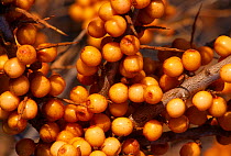Sea buckthorn (Hippophae rhamnoides) berries, Aberlady Bay Local Nature Reserve in the Firth of Forth, Scotland, November