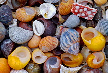Mixture of sea shells on beach, Isle of Rum, National Nature Reserve, Hebrides, Scotland, July