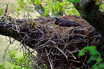 White-tailed sea eagle (Haliaeetus albicilla) chick in eyrie, Inner Hebrides, Scotland, May