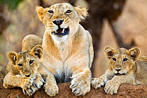 Asiatic lioness with two cubs (Panthera leo persica), Gir Forest NP, Gujarat, India