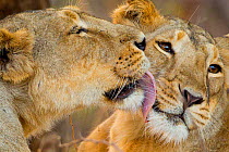Asiatic lioness (Panthera leo persica) licking another lioness from the pride, Gir Forest NP, Gujarat, India