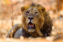 Asiatic lion (Panthera leo persica) that had been injured during the mating season, Gir Forest NP, Gujarat, India