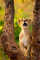 Asiatic lion cub (Panthera leo persica) looking up into tree, possibly at a bird, Gir Forest NP, Gujarat, India