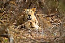 Asiatic lioness with two cubs (Panthera leo persica), Gir Forest NP, Gujarat, India