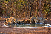 Asiatic lionesses and cubs (Panthera leo persica) drinking from pool, Gir Forest NP, Gujarat, India. Water is scarce in the Gir, so Forest staff keep a network of drinking pools topped up for the wild...