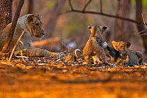 Asiatic lioness (Panthera leo persica) watching over two playful cubs, Gir Forest NP, Gujarat, India