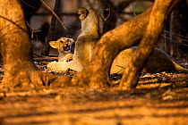 Asiatic lion (Panthera leo persica) young cub snarling at sub-adult that is getting too rough, Gir Forest NP, Gujarat, India