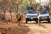 Tourists watching an Asiatic male lion (Panthera leo persica) from safari jeeps, Gir Forest NP, Gujarat, India