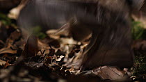 Greater mouse-eared bat (Myotis myotis) catching prey on the ground from amongst leaf litter, captive, Germany, May