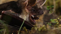 Greater mouse-eared bat (Myotis myotis) eating prey on ground, captive, Germany, May
