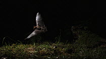 Greater mouse-eared bat (Myotis myotis) catching prey on the ground, captive, Germany, May