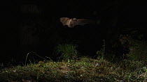 Greater mouse-eared bat (Myotis myotis) locating and catching prey on the ground, captive, Germany, May
