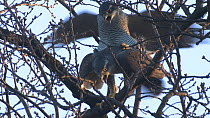 Pair of Northern goshawks (Accipiter gentilis) copulating in a tree, Berlin, Germany, February