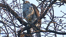 Northern goshawk (Accipiter gentilis) perched in a tree and shifting it's feet to keep them warm, Berlin, Germany, February