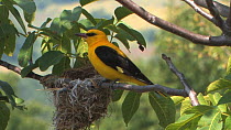 Male Golden oriole (Oriolus oriolus) perched at nest being blown about in the wind before taking off, Bulgaria, June