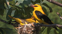 Male and female Golden oriole (Oriolus oriolus)settling at nest and vocalising, before the male takes flight, Bulgaria, June