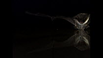 Daubentons bat (Myotis daubentonii) catching prey from surface of pond, captive, Germany, September